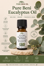 Pure Beni Eucalyptus Essential Oil displayed with fresh eucalyptus leaves in a natural botanical setting, highlighting aromatherapy, respiratory wellness, relaxation, and therapeutic benefits.